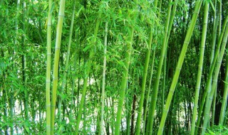 竹子竹鞭走向判断方法 竹子竹鞭走向判断方法是怎样的