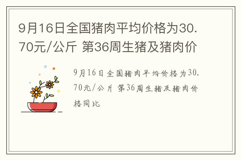 9月16日全国猪肉平均价格为30.70元/公斤 第36周生猪及猪肉价格同比