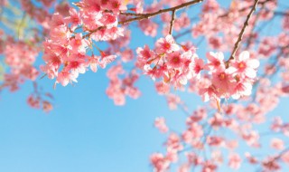 写樱花最出名的诗句 写樱花最出名的诗句精选