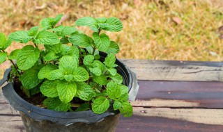 薄荷的养殖方法和注意事项 薄荷怎么养