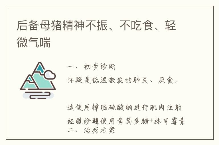 后备母猪精神不振、不吃食、轻微气喘
