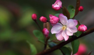 海棠花有什么寓意 海棠花寓意简介
