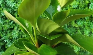 青苹果的养殖方法 青苹果怎么养殖