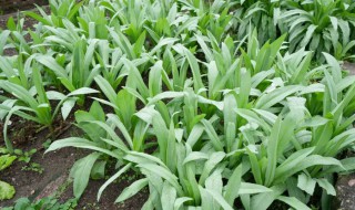 油麦菜简单种植方法（油麦菜怎样种植技术）