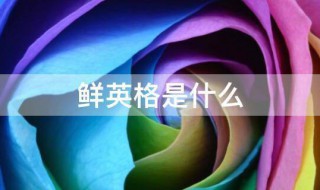 鲜英格是什么 鲜英格是什么语