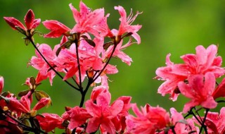 映山红几月份开花 映山红什么时候开花