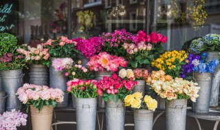 玫瑰花和月季花的区别 关于玫瑰花和月季花的区别