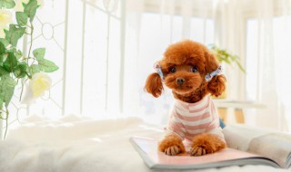 幼犬泰迪怎么养，幼犬泰迪怎么养胖