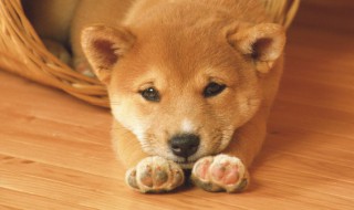 什么属相的人不能养狗（哪些属相不能养狗）