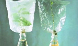 冬天怎样给植物套塑料袋保暖 冬天怎样给盆栽套袋保温