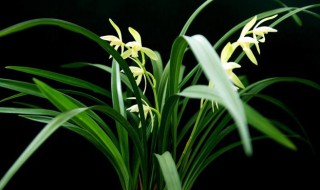 兰花品种 兰花品种有哪些