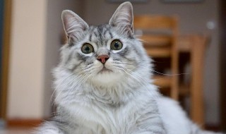 家里到处都是猫毛怎么办 猫毛要怎么处理
