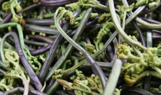 蕨菜的正确保存方法 新鲜的蕨菜可以保存吗
