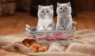 哺乳期猫咪饮食注意事项 哺乳期猫咪的饮食有哪些注意事项