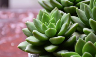 带土多肉种植方法，带土多肉种植方法