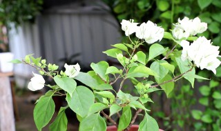 木兰花盆栽的养殖方法 木兰花盆栽怎么养殖