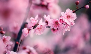 梅花什么时候开花期是几月份 梅花的简介