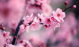 梅花长出叶子后还可以剪枝吗 梅花长出叶子后还可不可以剪枝