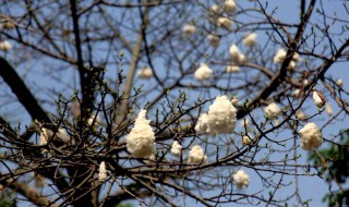 木棉花会结出棉花吗? 木棉花会结出什么呢