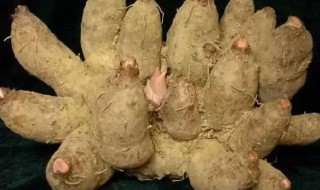鸡爪芋的作用与功效及禁忌 鸡爪芋有什么作用与功效及禁忌
