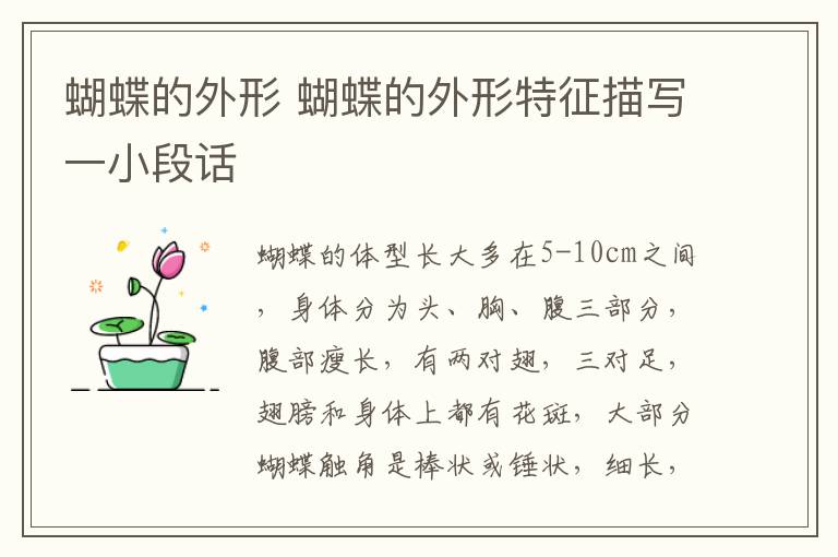 蝴蝶的外形 蝴蝶的外形特征描写一小段话