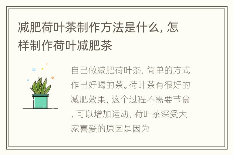 减肥荷叶茶制作方法是什么，怎样制作荷叶减肥茶