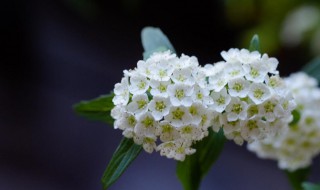 小手球的花语和寓意 小手球象征着什么