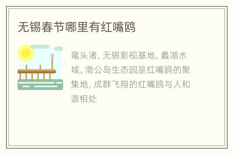无锡春节哪里有红嘴鸥