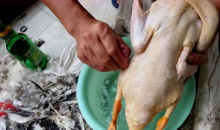 鸭子拔毛技巧 怎么给鸭子拔毛干净