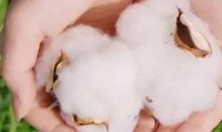 有机生态棉是什么 关于有机生态棉的介绍