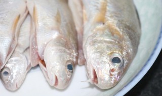 钱鱼和胡子鱼的区别 钱鱼和胡子鱼的区别介绍