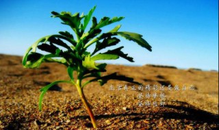 朋友圈励志正能量语录精选 适合发朋友圈的励志正能量经典语录