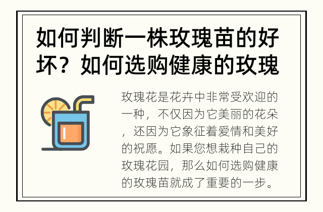 如何判断一株玫瑰苗的好坏？ 如何选购健康的玫瑰苗？