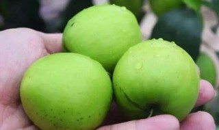 大青枣可以煮熟吃吗 大青枣可不可以煮熟吃