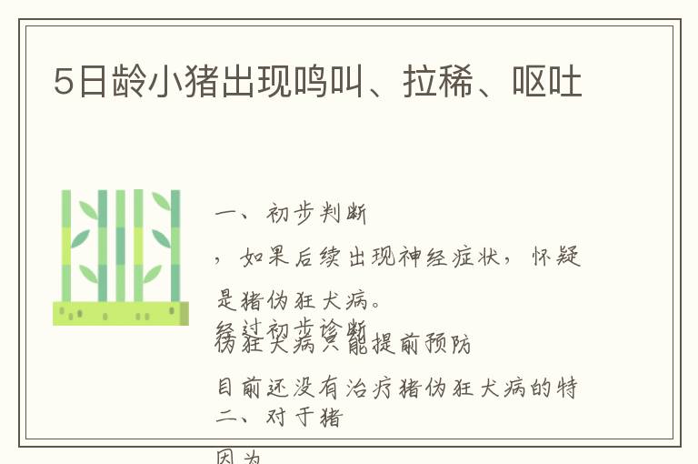 5日龄小猪出现鸣叫、拉稀、呕吐