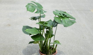 龟背竹的养植方法 龟背竹怎么养