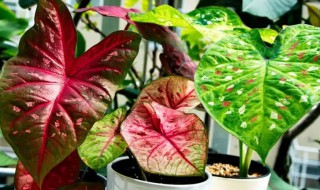 室内吸尘植物有哪些 室内吸尘植物有哪些种类
