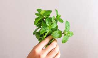 薄荷草最合理的养殖方法 薄荷草怎么养比较好