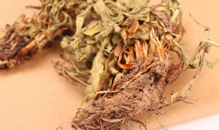 甘松的功效与作用 甘松在哪些书籍中有记载