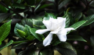 栀子花怎么种植方法（栀子花怎么种植方法最简单）