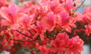 杜鹃花的寓意和象征 杜鹃花的寓意和象征是什么