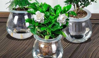 水培栀子花养殖技巧 水培栀子花养殖技巧简单介绍