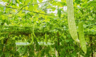 苦瓜种植搭架方法（苦瓜种植搭架方法图）