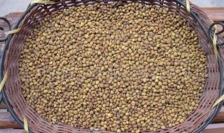 苦豆子的种植时间方法 苦豆子的繁殖方法与栽培技术