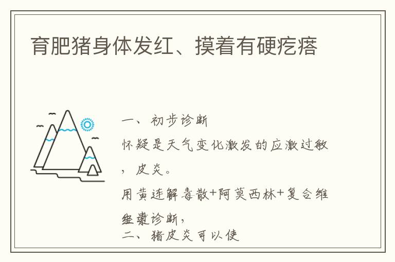 育肥猪身体发红、摸着有硬疙瘩