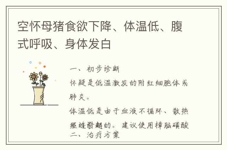空怀母猪食欲下降、体温低、腹式呼吸、身体发白