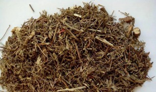 香薷泡茶有什么功效 香薷的作用