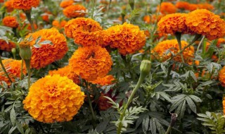 菊花移栽方法 菊花移栽方法简述