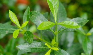 栀子花养殖技巧和注意事项 栀子花适合在什么环境下成长