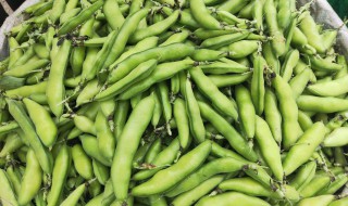 鲜蚕豆米怎么做最好吃 鲜蚕豆米如何做最好吃